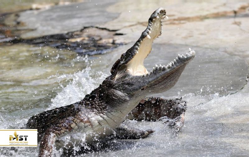 باغوحش مالاکا