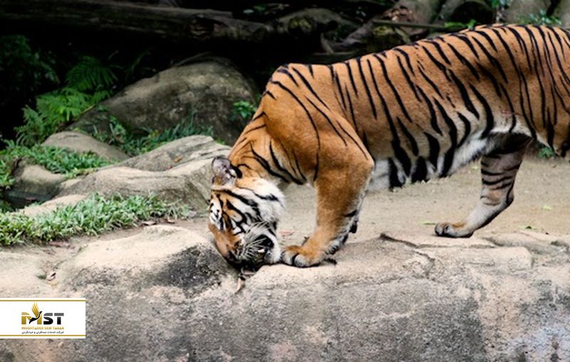 باغوحش مالاکا