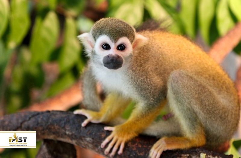 باغوحش مالاکا