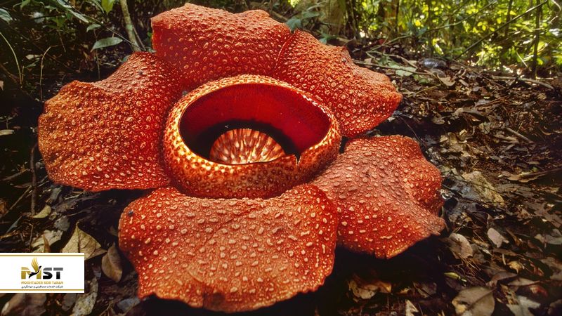 پارک ملی گونونگ گادینگ