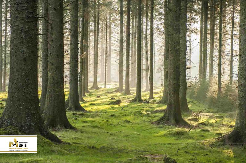 جزیره ردانگ