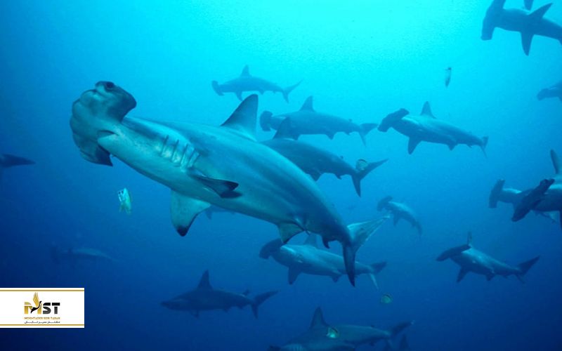 غواصی در مالزی