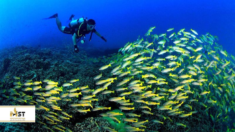 غواصی در مالزی