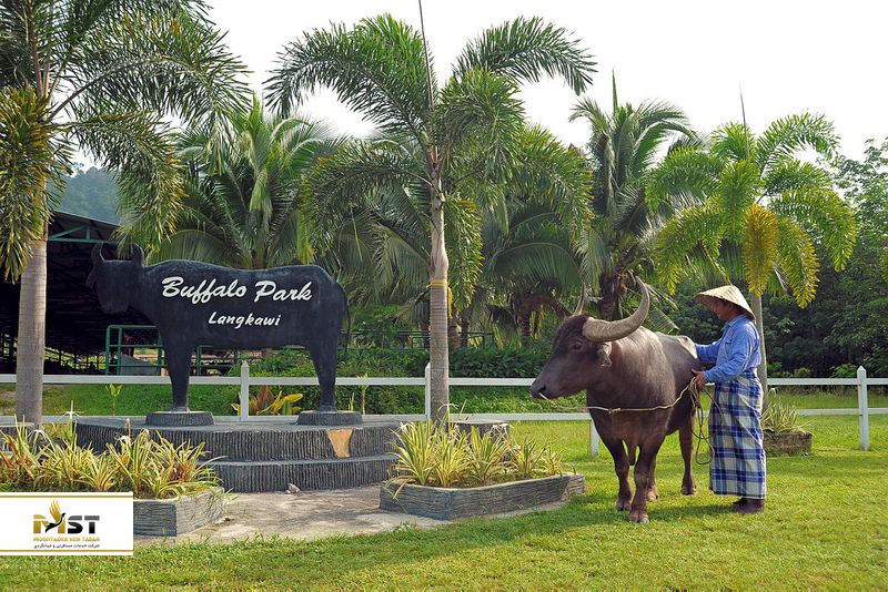 پارک بوفالو