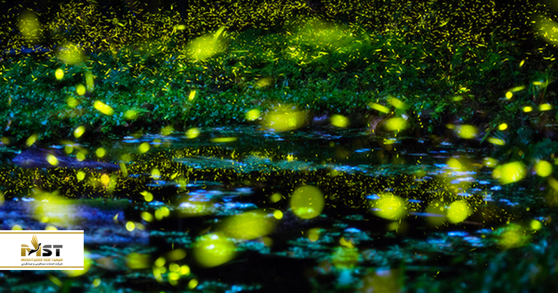 حیات وحش مانگرو