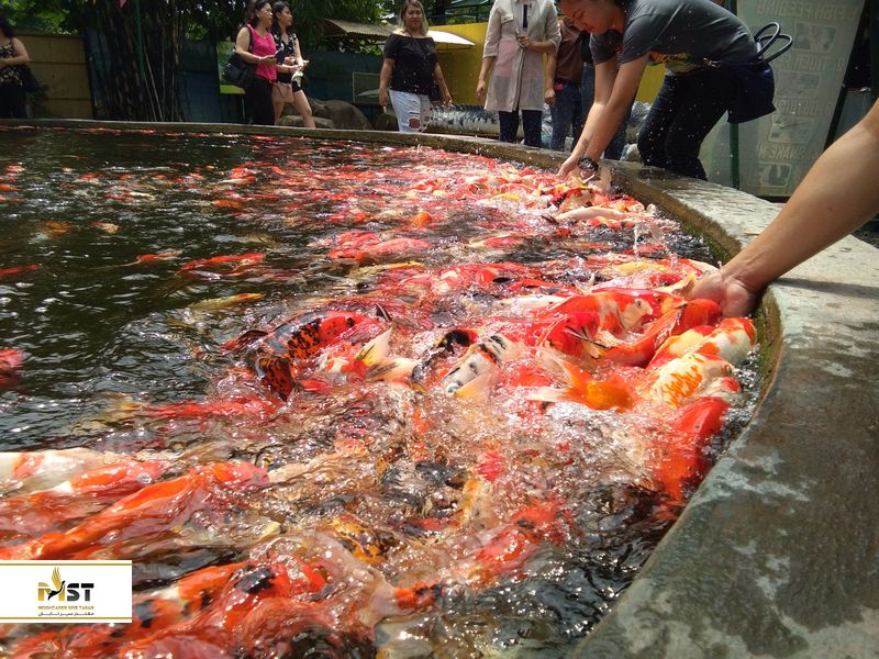 پارک کروکودیل فیلیپین