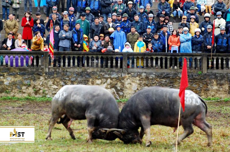 Do son buffalo festival