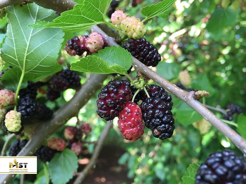 جشنواره شاتوت ارمنستان