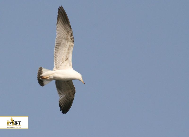 تماشای پرندگان