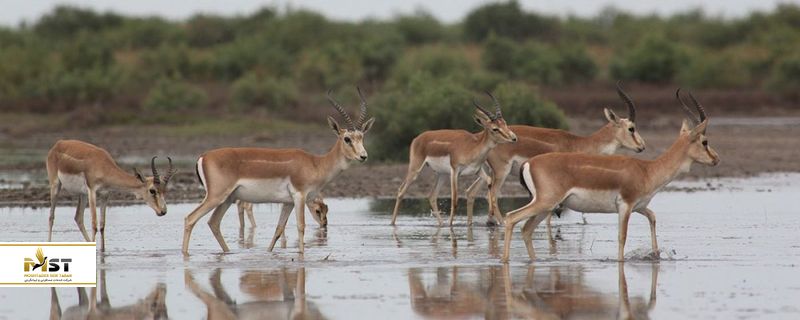 پارک ملی شیروان