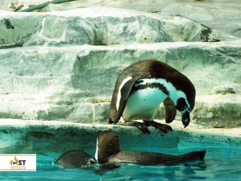 باغ وحش پکن