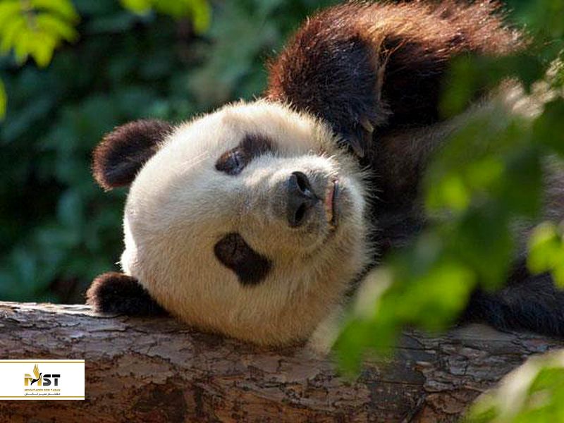 باغ وحش پکن