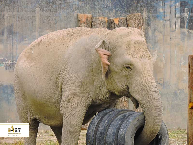 باغ وحش پکن