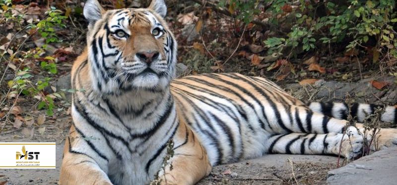 باغ وحش پکن