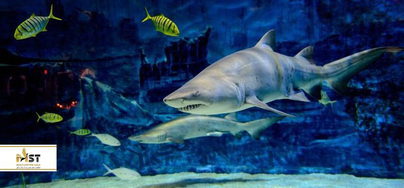  آکواریوم پکن