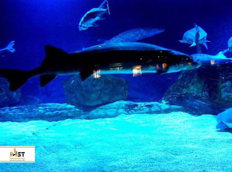  آکواریوم پکن