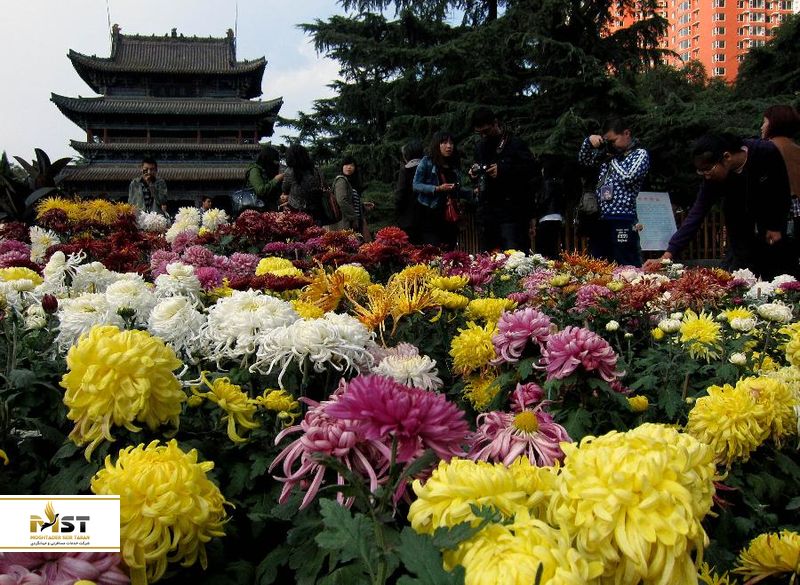 نمایشگاه گل داودی پکن