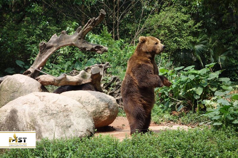  سافاری چیملانگ