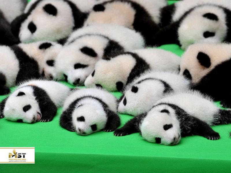 pandas