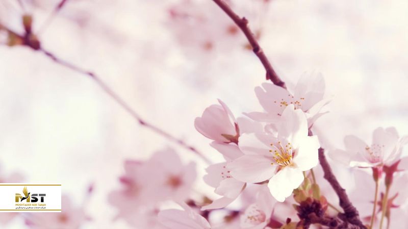 شکوفههای هلو در گویلین