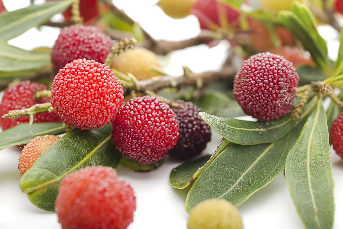 میوه های چینی