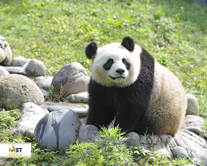 پارک ملی پاندا