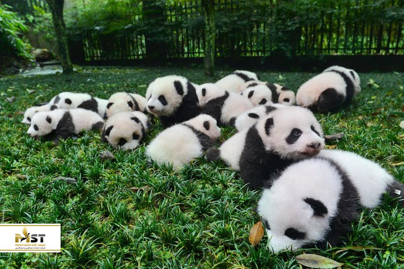 باغ وحش پکن