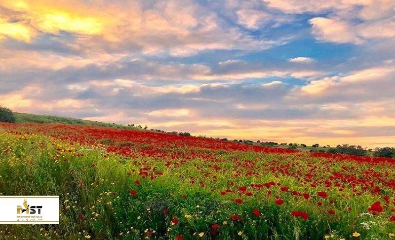 بهار در قبرس