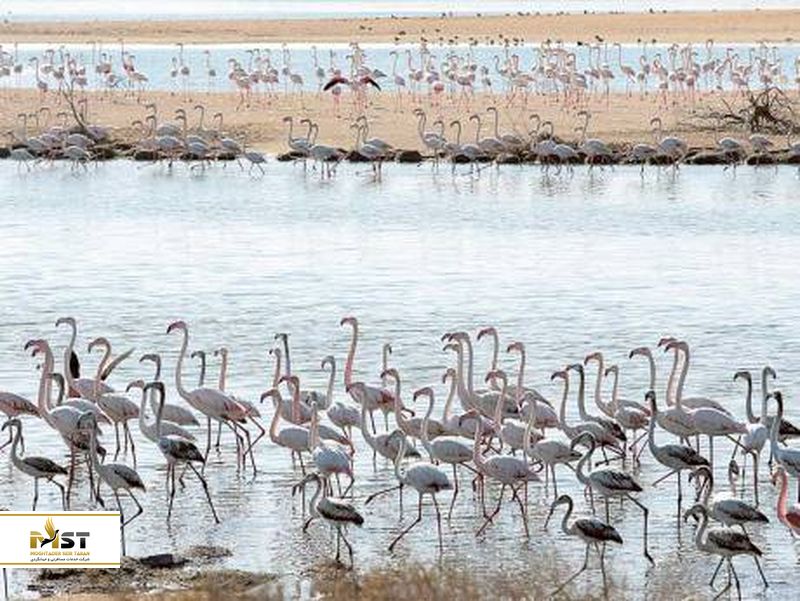 تالاب محافظت شدهی Wathba