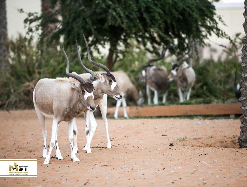 حیوانات در سافاری دبی