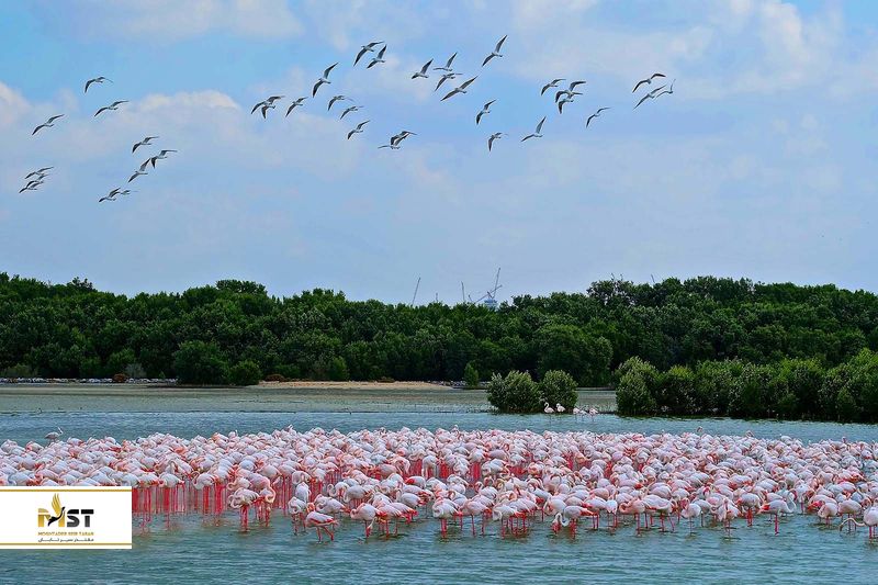 حیات وحش راس الخور