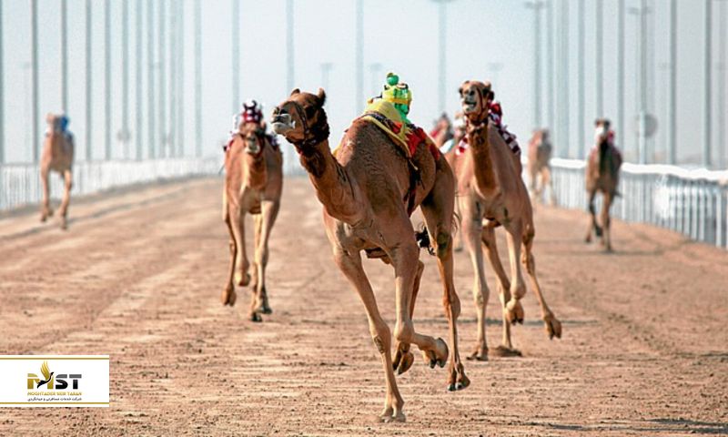 مسابقات شترسواری