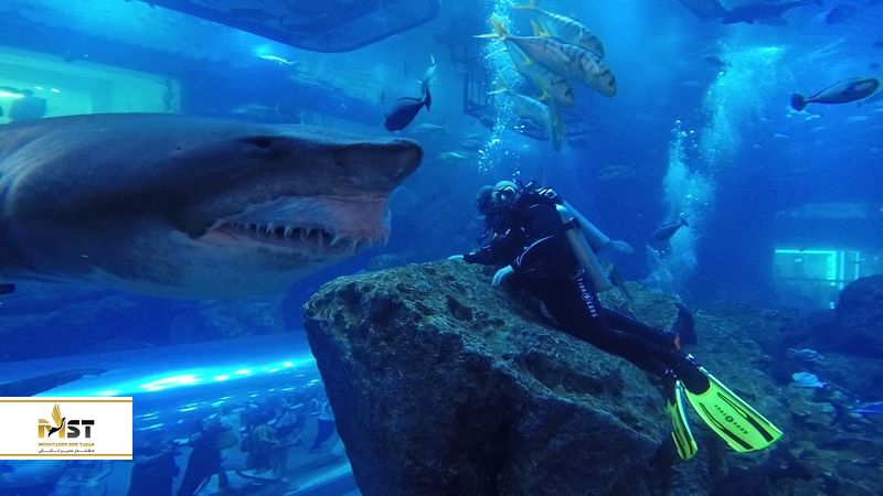 غواصی با کوسه&zwnj;ها