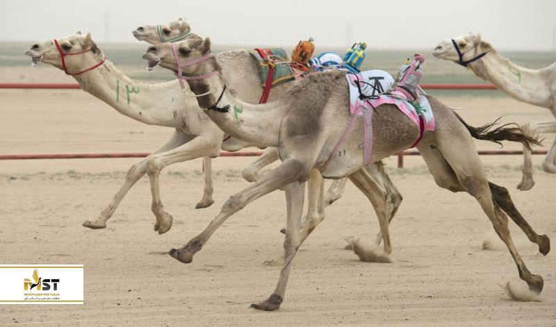 مسابقات شتر سواری