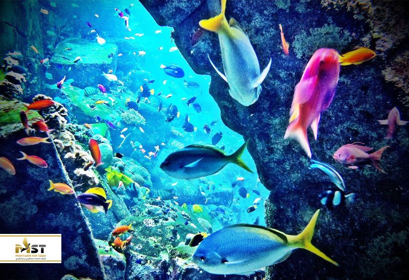 آکوایوم تالار گمشده