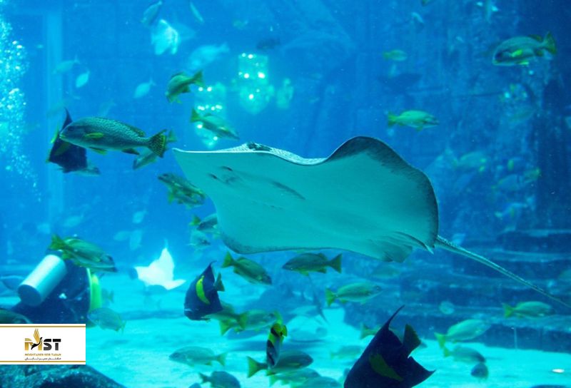 آکواریوم دبی