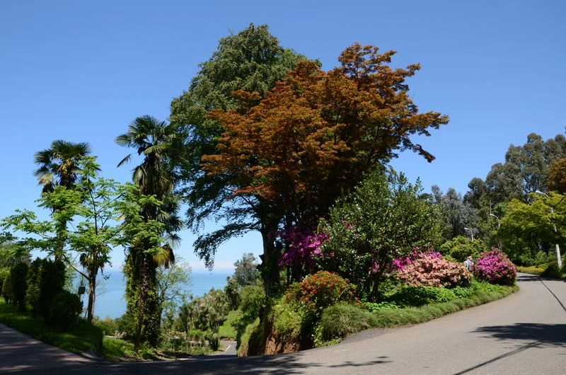 باغ بوتانیکال باتومی، این روزها به زیستگاه گونه&zwnj;های گیاهی منحصر به فرد زیادی تبدیل شده است. البته که این موضوع اتفاقی نبوده و در سایه موقعیت جغرافیایی خاص و اقلیم متنوع توانسته انواع مختلفی از گیاهان بومی و غیربومی را در خودش رشد و پرورش دهد. اصلی&zwnj;ترین انواع گیاهانی که در این باغ می&zwnj;توان پیدا کرد،