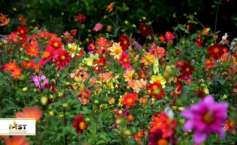 باغ گیاه&zwnj;شناسی باتومی