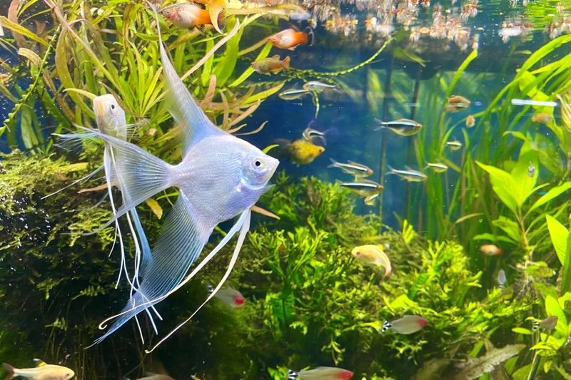 راهنمای بازدید از آکواریوم باتومی&nbsp;گرجستان