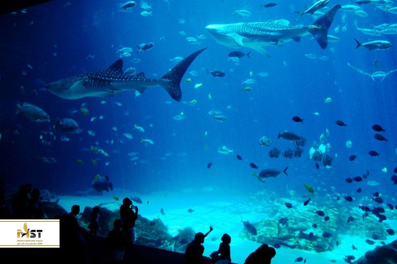 آکواریوم باتومی