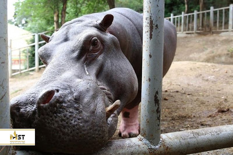  باغ وحش تفلیس