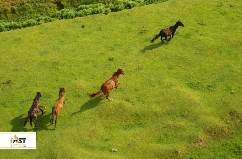 پارک ملی کلخیتی