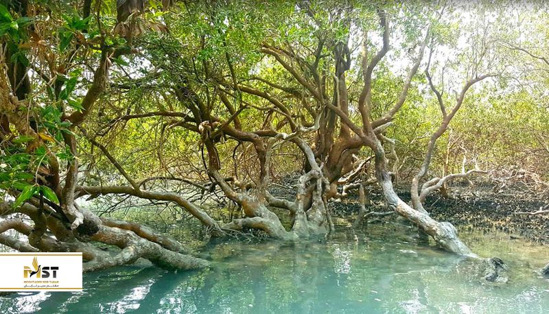 Introduction to hara forests in Qeshm