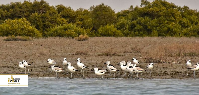 Introduction to hara forests in Qeshm