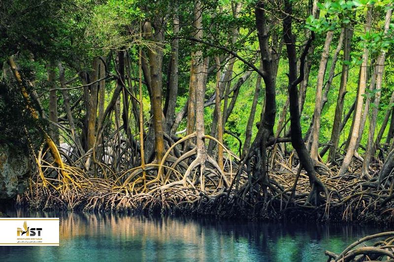 جنگل&zwnj;های حرا 