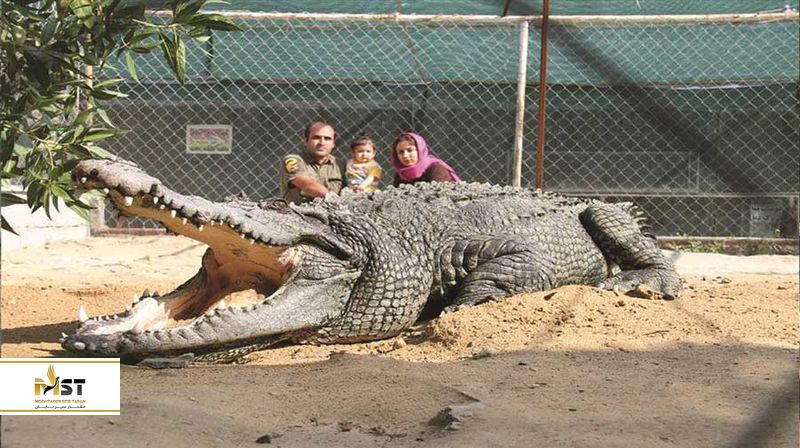 پارک کروکودیل قشم
