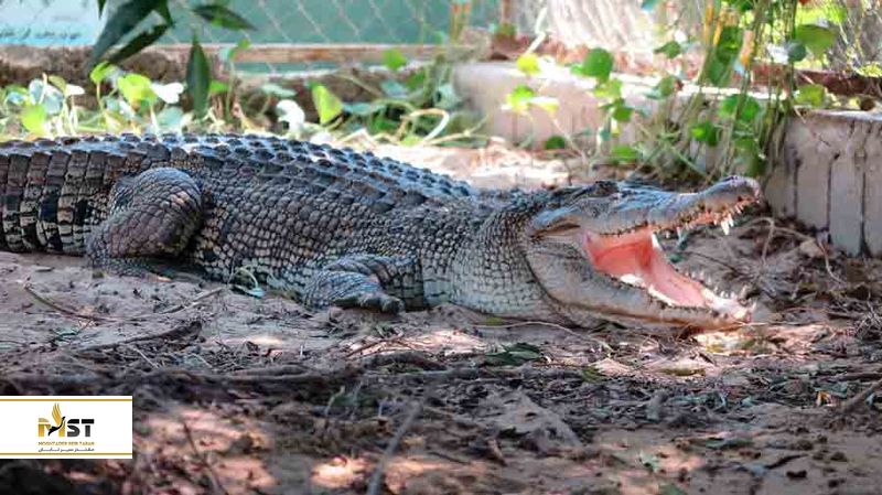 پارک کروکودیل قشم