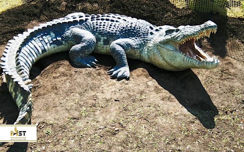 پارک کروکودیل قشم