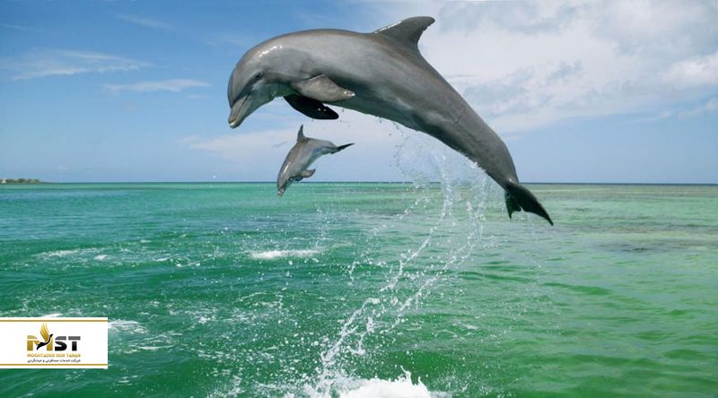 جزیره هنگام