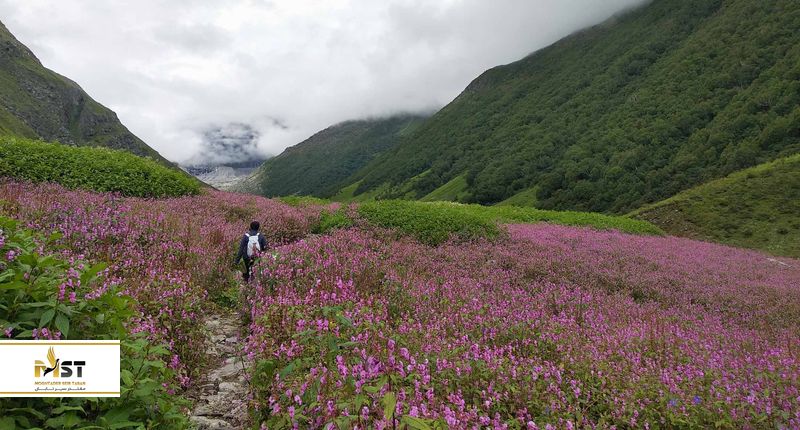 Valley of Flowers